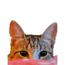 brunoLurk