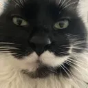 endercat
