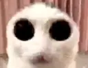EvilCat