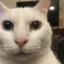 wtfcat