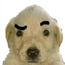 confuseddog