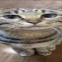 SillyStrechedCat SillyStrechedCat