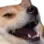 darkinlaugh