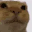 catakward catakward