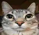 Cat_lurkJudge