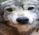 SmilingWolf