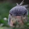 PervertedShoeBill