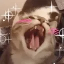 CaTBlushHappy Discord Emoji