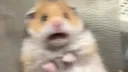 Hamster_Scared