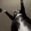 fattocatto