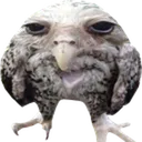 SuspiciousPidgin