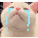 kittyCry