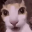wut
