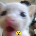 CatGasp