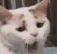 Cat_yawn