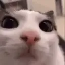 plink