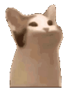 PoppoCat