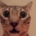 weedleslorp
