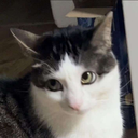 ss_catstaring Discord emoji