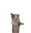catjumping