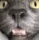 cattsniff