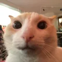 kit_Tene