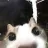 katzstare katzstare