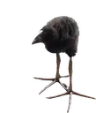 thebird thebird