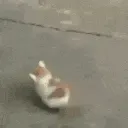 catto_bonk