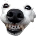cheesin