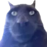 catstare