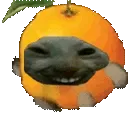 xddOrange