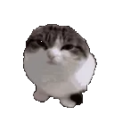 cat_wawa