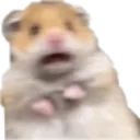 shockedHamster