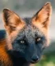 crossfox
