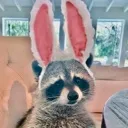 raccoonbunny