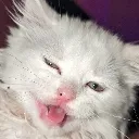 spoondispleased
