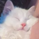 spoonsleep