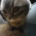 dj_kitten