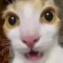 Cat2 cat2 Discord Emoji