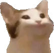 PauseCat