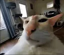 guh
