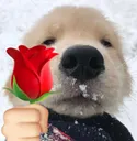 puppyflower