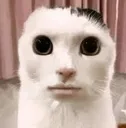 catstare