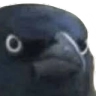 crowofjudgement Discord emoji