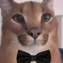 aaedgy_fancyfloppa aaedgy_fancyfloppa