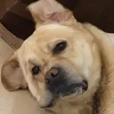 hmmdog Discord Emoji