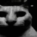 cat_stare