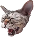 colkixcat Discord Emoji