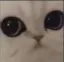 Cat What catwhat Discord Emoji